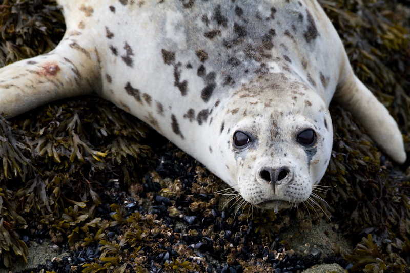 Harbor Seal